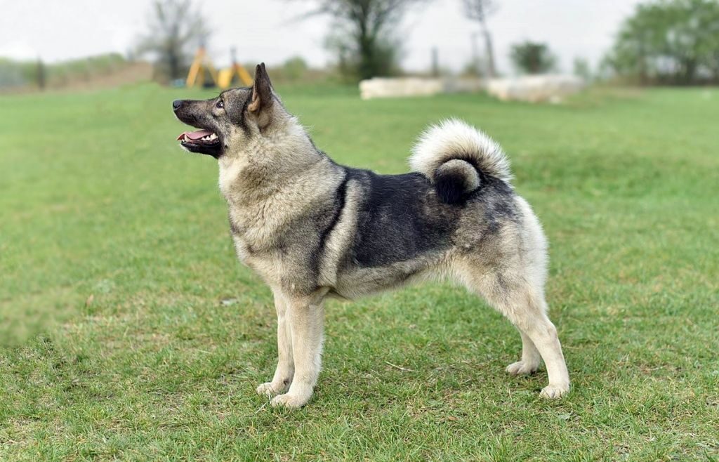 Elkhund szary
