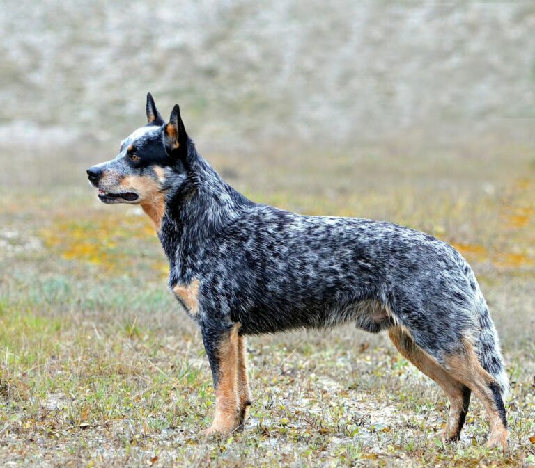 Australian stumpy tail cattle dog Psi Salon Keysi Groomer Psi fryzjer Australian stumpy tail cattle dog Psi Salon Keysi Groomer Psi fryzjer