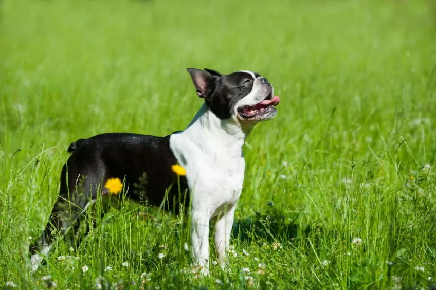 Boston Terrier