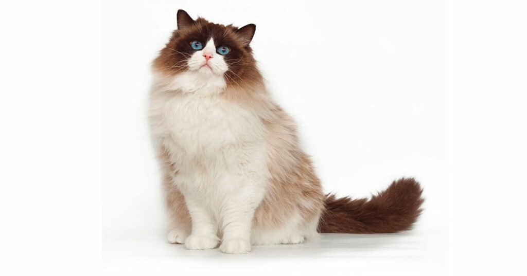 Ragdoll
