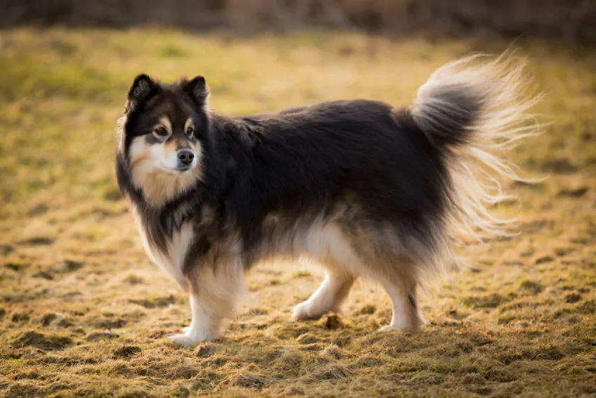 The Suomenlapinkoira: A Beautiful and Loyal Companion 9 Suomenlapinkoira Coat Color And Grooming