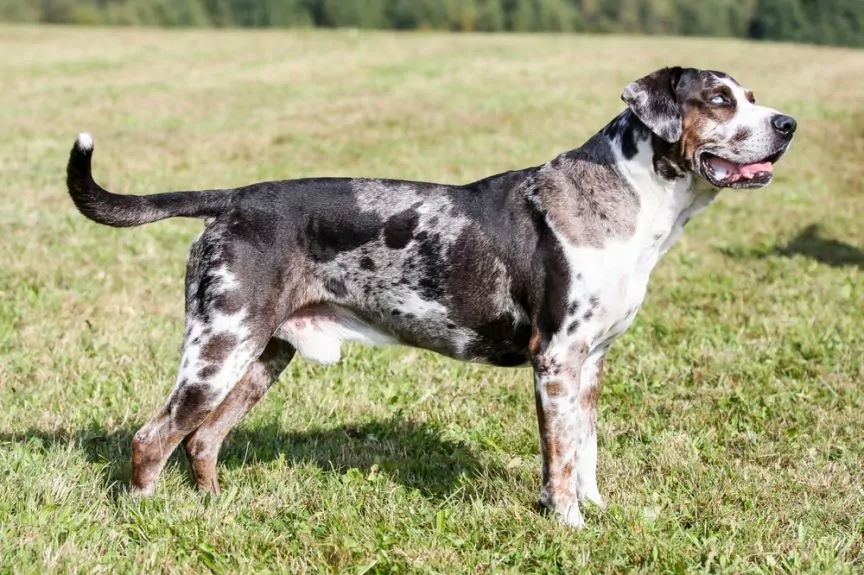 catahoula leopard dog
